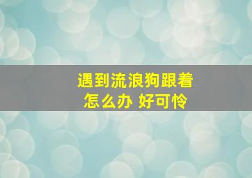 遇到流浪狗跟着怎么办 好可怜